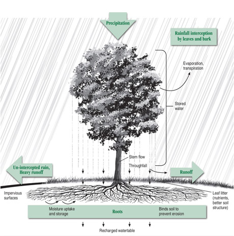The role of a tree in controlling runoff. Courtesy of the Arbor Day Foundation, arborday.org